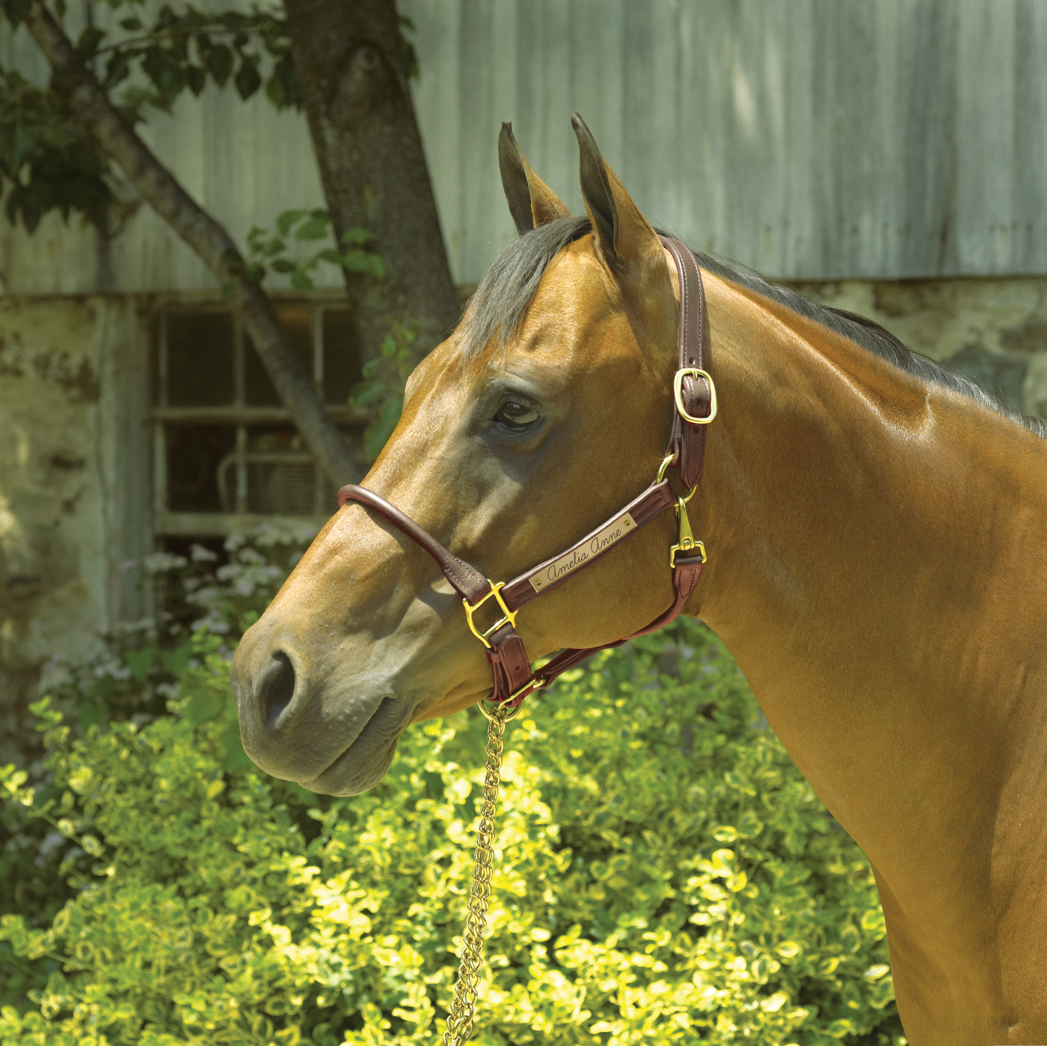 LEATHER HALTER WITH ROLLED NOSEBAND #180